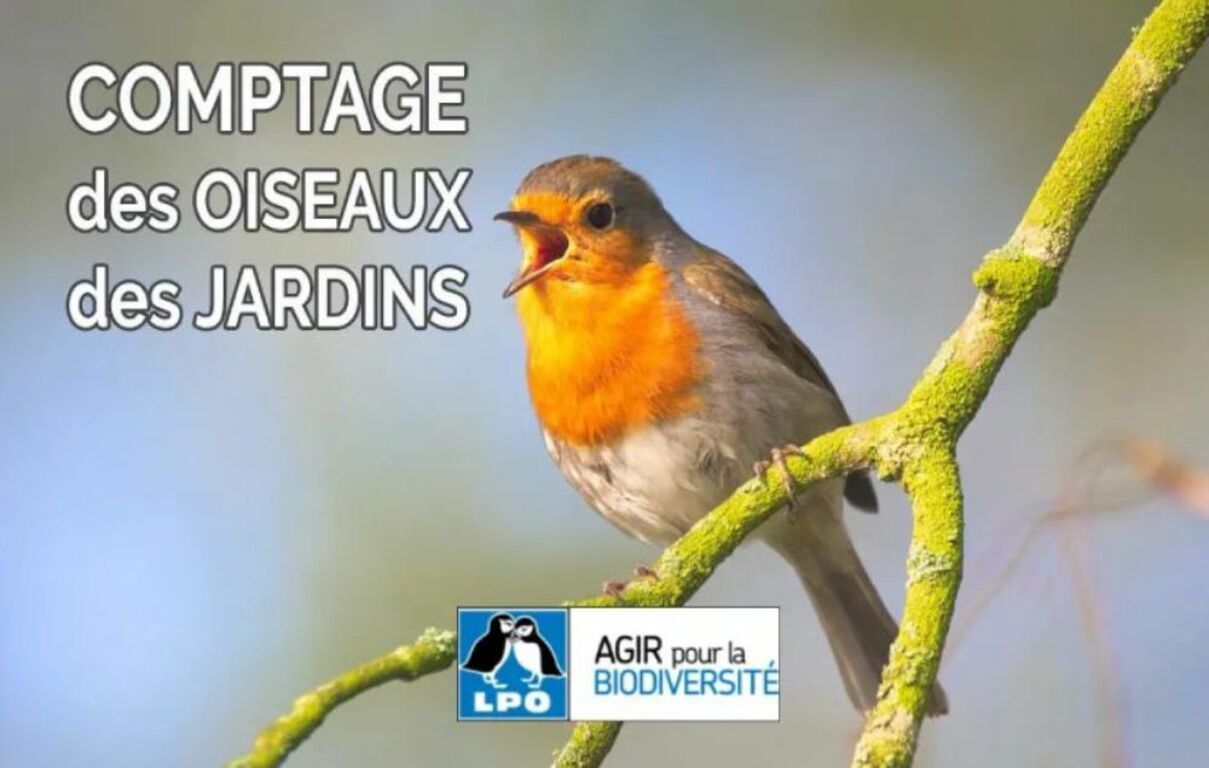 [LRV] Sciences Participatives Le Comptage national des Oiseaux du jardin 