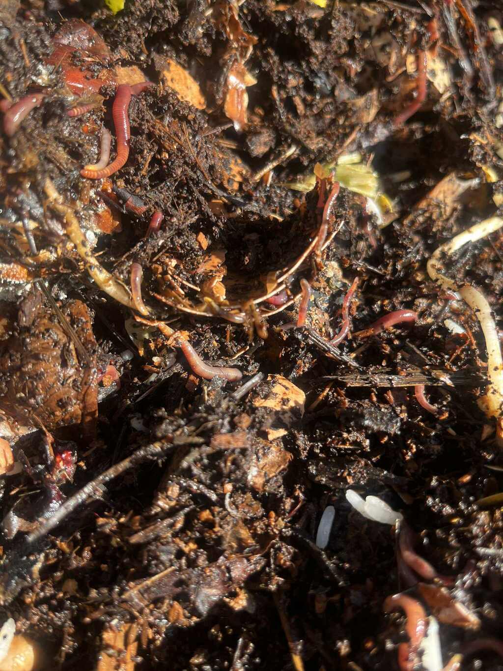 Compostons au CPA Maurice Ravel !