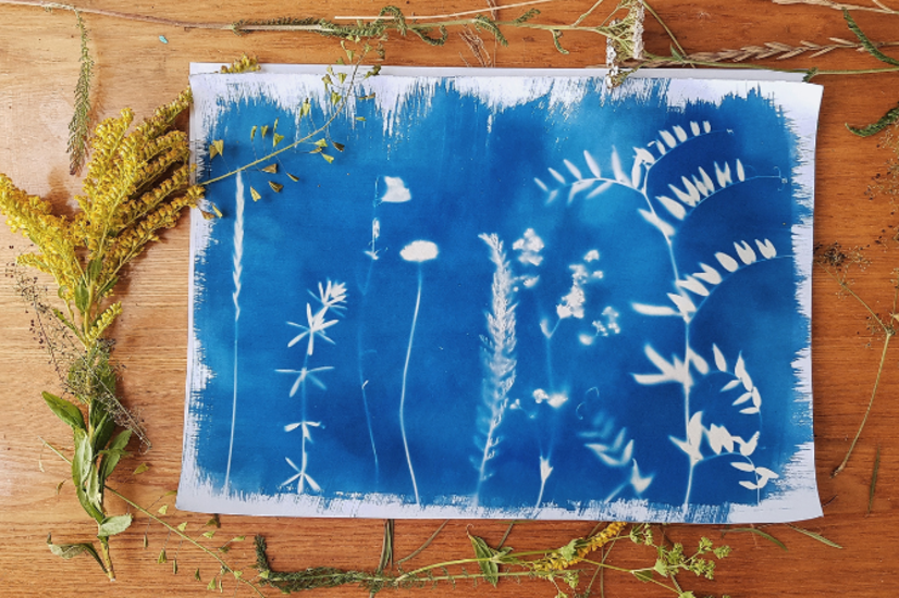 Stage photo cyanotype ados & adultes, à partir de 12 ans 